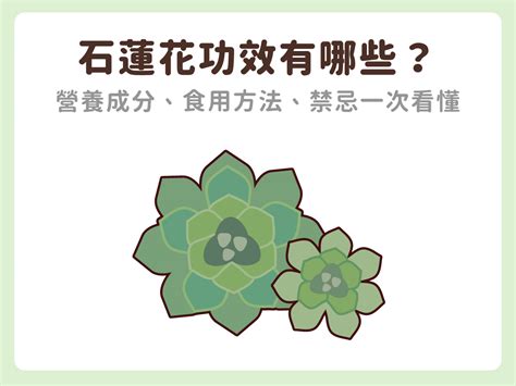 石蓮花禁忌|石蓮花功效有哪些？營養成分、食用方法、禁忌（注意。